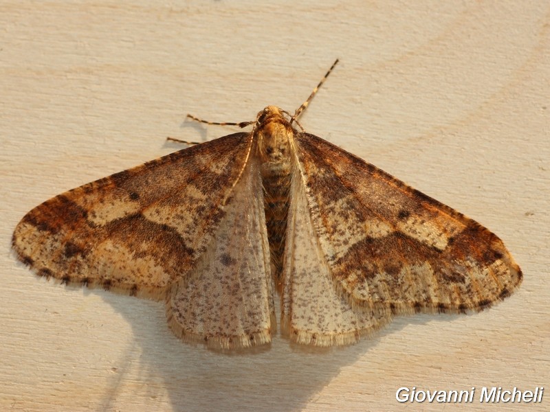 Bella Geometridae da ID - Erannis defoliaria